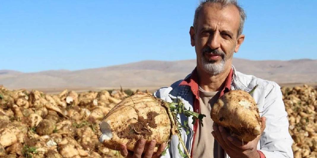 Sulaması gübrelemesi her şeyi titizlikle yapılıyor, verimi bol alınıyor! Çiftçinin göz bebeği:Makinelerle kolayca hasat ediliyor 1